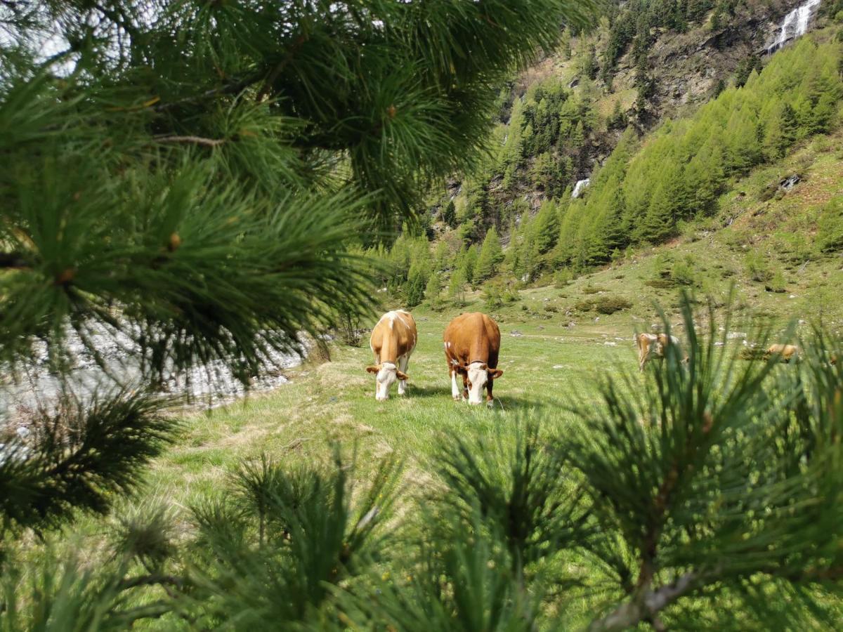 Landhaus Taurer Kals-am Großglockner Eksteriør billede